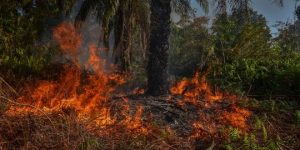 Miris, Lahan Perkebunan Kelapa Sawit Seluas 3 Hektare di Desa Tasik Tebing Serai Ludes Terbakar si Jago Merah Akhibat Kemaru Panjang